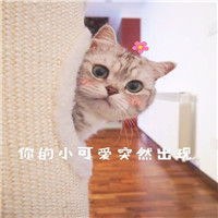  超萌超可爱的喵星人表情包萌猫搞笑表情包带字大全