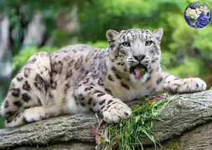 长得最漂亮的四种猫科动物,森林之王勉强排第四 长得最漂亮的四种猫科动物,森林之王勉强排第四