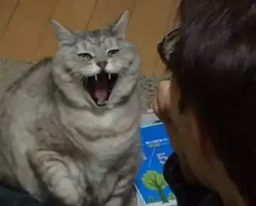 主人拒绝给肥猫吃冰淇淋,猫咪气得仰天长啸铲屎的,你想造反吗 主人拒绝给肥猫吃冰淇淋,猫咪气得仰天长啸铲屎的,你想造反吗