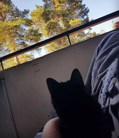  猫咪在屋里作威作福,主人把它丢到阳台,立马怂成表情包
