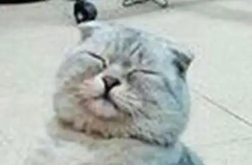 猫咪冷了懂得自己取暖,一脸享受简直太可爱 猫咪冷了懂得自己取暖,一脸享受简直太可爱