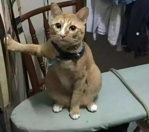 家中猫咪尴尬求救,原因让人发笑,网友这种姿势你是坚持了多久 家中猫咪尴尬求救,原因让人发笑,网友这种姿势你是坚持了多久