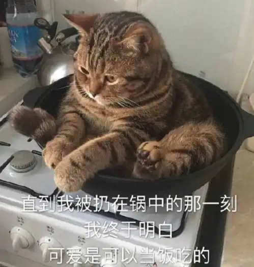 猫咪老师表情包带字加泰