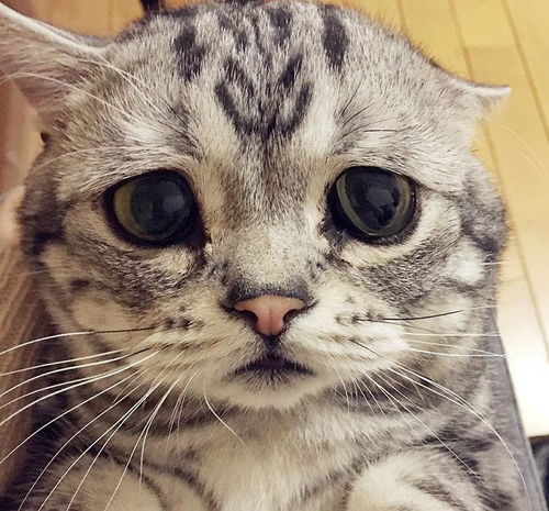  明明很受主人的宠爱忧郁猫每天同样表情让大家想抱紧处理