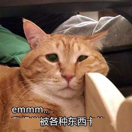  人家不胖,人家只是毛茸茸