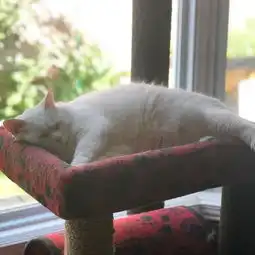  笑飞,满脸写着抗拒的猫,因一张表情包爆红我就是不吃菜