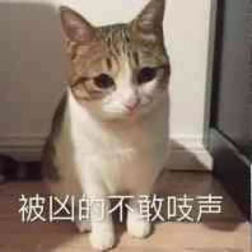  看了让人心软的认错表情包你再不理我,你将失去我这个小可爱