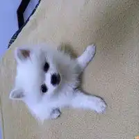 一只笑着吐舌头狗的头像微信头像图片大全 一只笑着吐舌头狗的头像微信头像图片大全