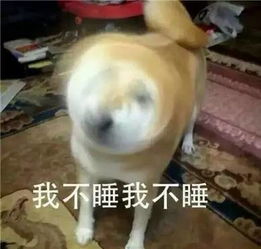  萌宠明明说好一起胖,你却偷偷在减肥果然贱人就是较轻
