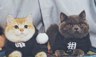  肥头大耳的猫咪受人爱,原来是这个原因