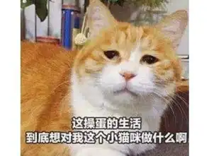 游戏里人气最高的猫不仅会唱跳rap打太极,打架比菜逼队友给力 游戏里人气最高的猫不仅会唱跳rap打太极,打架比菜逼队友给力