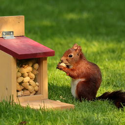 蜥蜴亲吻野外爬行苹果手机高清壁纸2732x2732爱思助手 蜥蜴亲吻野外爬行苹果手机高清壁纸2732x2732爱思助手