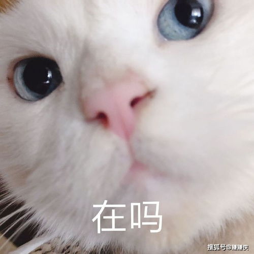  搞笑表情包图片沙雕吃我一拳