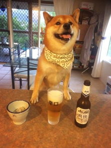  让人无法生气的日本柴犬,这个表情简直萌cry啦