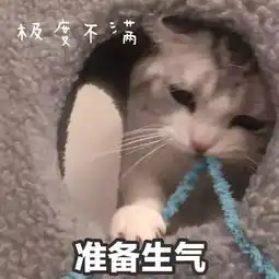 猫咪表情包打滚,撒娇,不要嫌弃我好吗 猫咪表情包打滚,撒娇,不要嫌弃我好吗