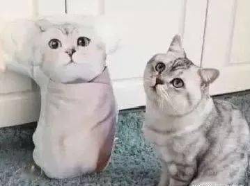  主人怕猫咪在家无聊,给它买了个猫抱枕,猫咪的表情让主人看傻眼了
