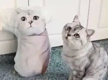主人怕猫咪在家无聊,给它买了个猫抱枕,猫咪的表情让主人看傻眼了 主人怕猫咪在家无聊,给它买了个猫抱枕,猫咪的表情让主人看傻眼了