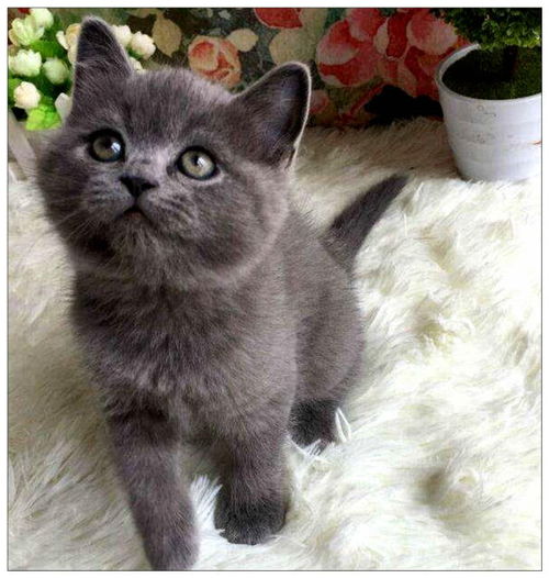  主人在泡脚,猫咪好奇尝了口洗脚水,随后的表情让人笑翻了