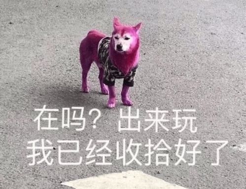  比起那些精心设计的环节,更想看路人的真实反应......