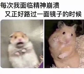  近期沙雕图