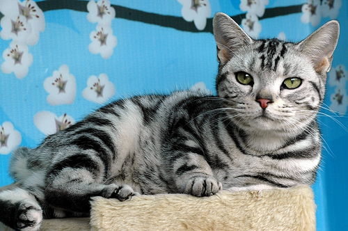  常见宠物猫大全价格分类简介