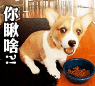 咆哮表情包gif图片新三