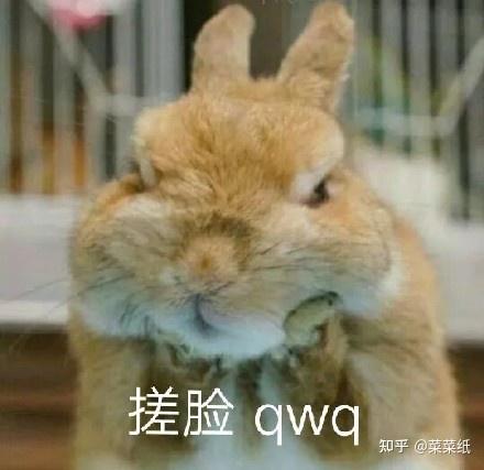  有哪些可爱的真实兔子表情推荐