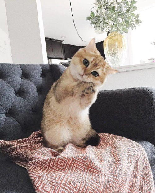  猫咪是这么求抱抱的,羡慕死了