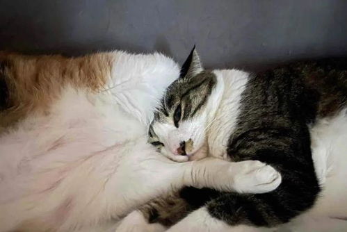  屁对屁拥抱亲蛋接触菊部高温...论猫猫睡觉有多好玩