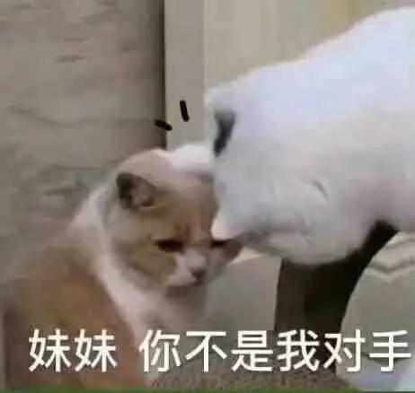  表情包小猫小狗的表情包