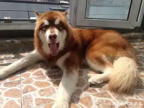 老公要抱抱表情包阿拉斯