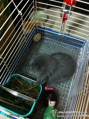 人大学生因毕业转卖超可爱灰色小垂耳兔一只 人大学生因毕业转卖超可爱灰色小垂耳兔一只