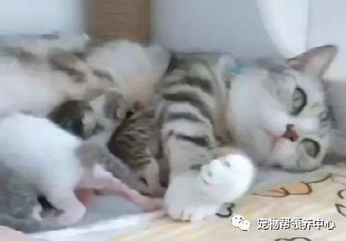  见猫麻麻生无可恋喂奶,铲屎官便偷走一只小猫,猫妈嘿,干啥呢