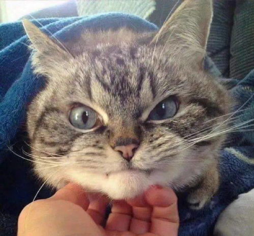  第一批回家过年的猫咪,已经躺尸10天了