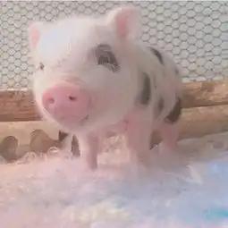 唯美超萌小粉猪可爱微信头像5 唯美超萌小粉猪可爱微信头像5