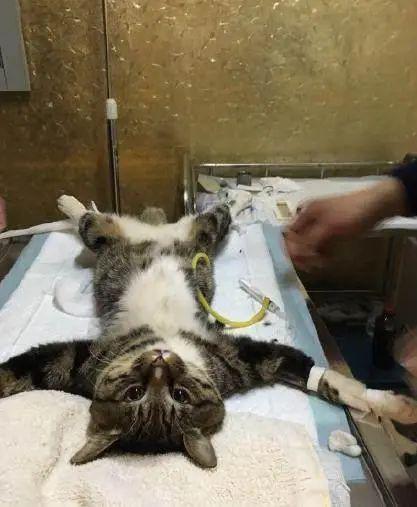  猫咪绝育后的表情太惆怅,最后那位别哭了