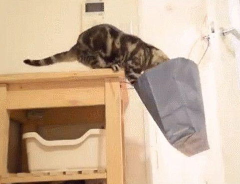  猫咪想要跳进袋子里,没想到反而从袋子里掉了出来,气氛瞬间尴尬了