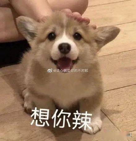  养了柯基才知道,这货简直是行走的表情包,小眼神超有戏的啊