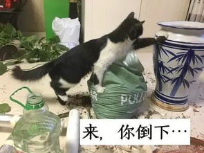  一大波蛇精猫表情包来袭,要斗图的拿走不谢