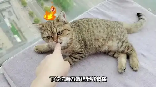 猫咪打扰主人工作被教训,一脸不服输的表情逗笑网友,脾气可真倔 猫咪打扰主人工作被教训,一脸不服输的表情逗笑网友,脾气可真倔