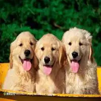 狗吐舌头图片表情包