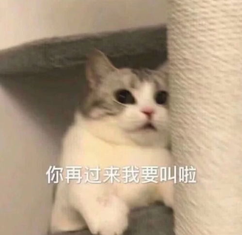  和对象聊天用的可爱表情包