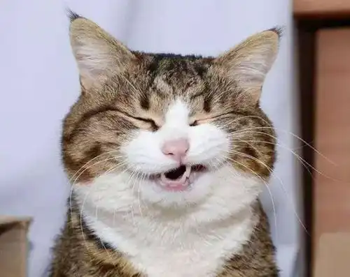 猫咪毛球症怎么化解化毛球片吃起来 猫咪毛球症怎么化解化毛球片吃起来