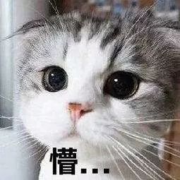 猫咪嘻嘻表情包图片