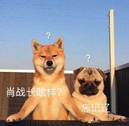  肥虾没有新粮日渐消瘦肖战工作室快交出存粮打发点吧