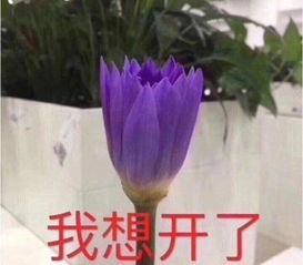  无名之辈刘炫廷淘汰实力rapper于意新说唱即将江山迭代