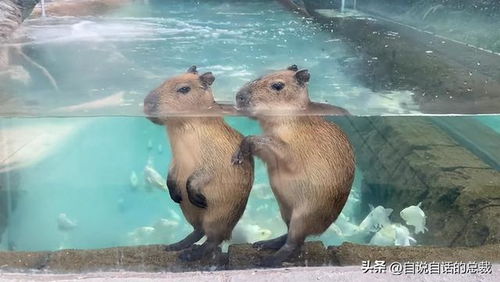 水豚情绪稳定,为什么它有治愈心灵的魔力 水豚情绪稳定,为什么它有治愈心灵的魔力
