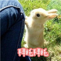  抖音我们喵星人就是这么拽表情包超萌小兔子带字表情包下载乐游网游戏下载