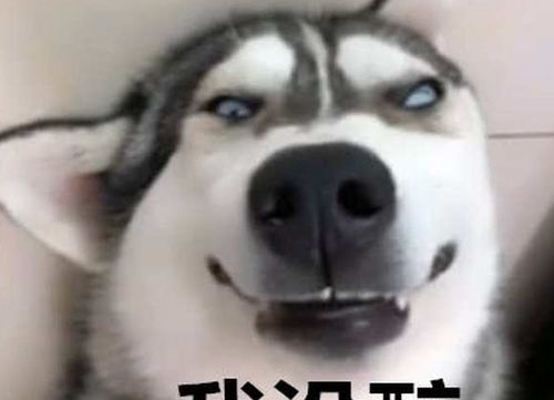  二哈要喝酒,喝了半杯就开始上头,它的酒品好像暴露了什么
