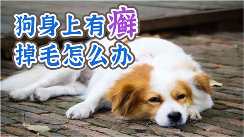  狗身上有癣掉毛怎么办